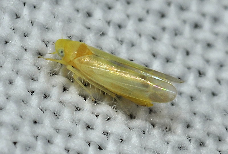 Cicadellidae molto piccolo da det.: Fagocyba cruenta